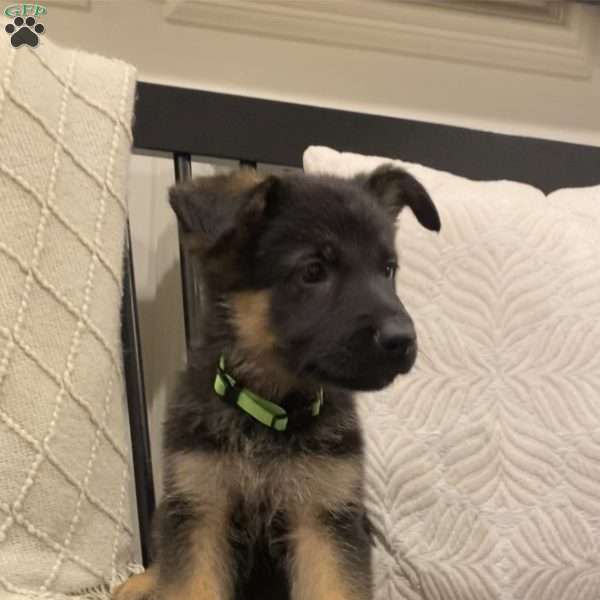 Green, German Shepherd Puppy